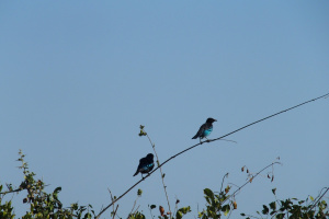 P5180201.JPG